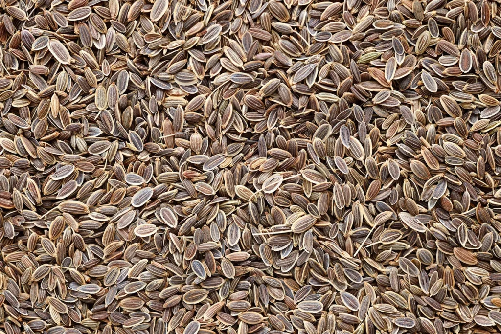بذور الشبت