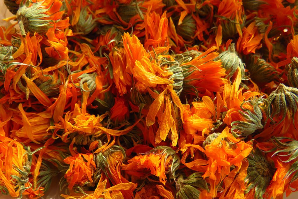 Calendula flower