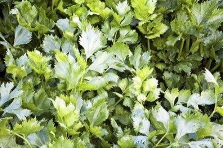 Celery Leaves